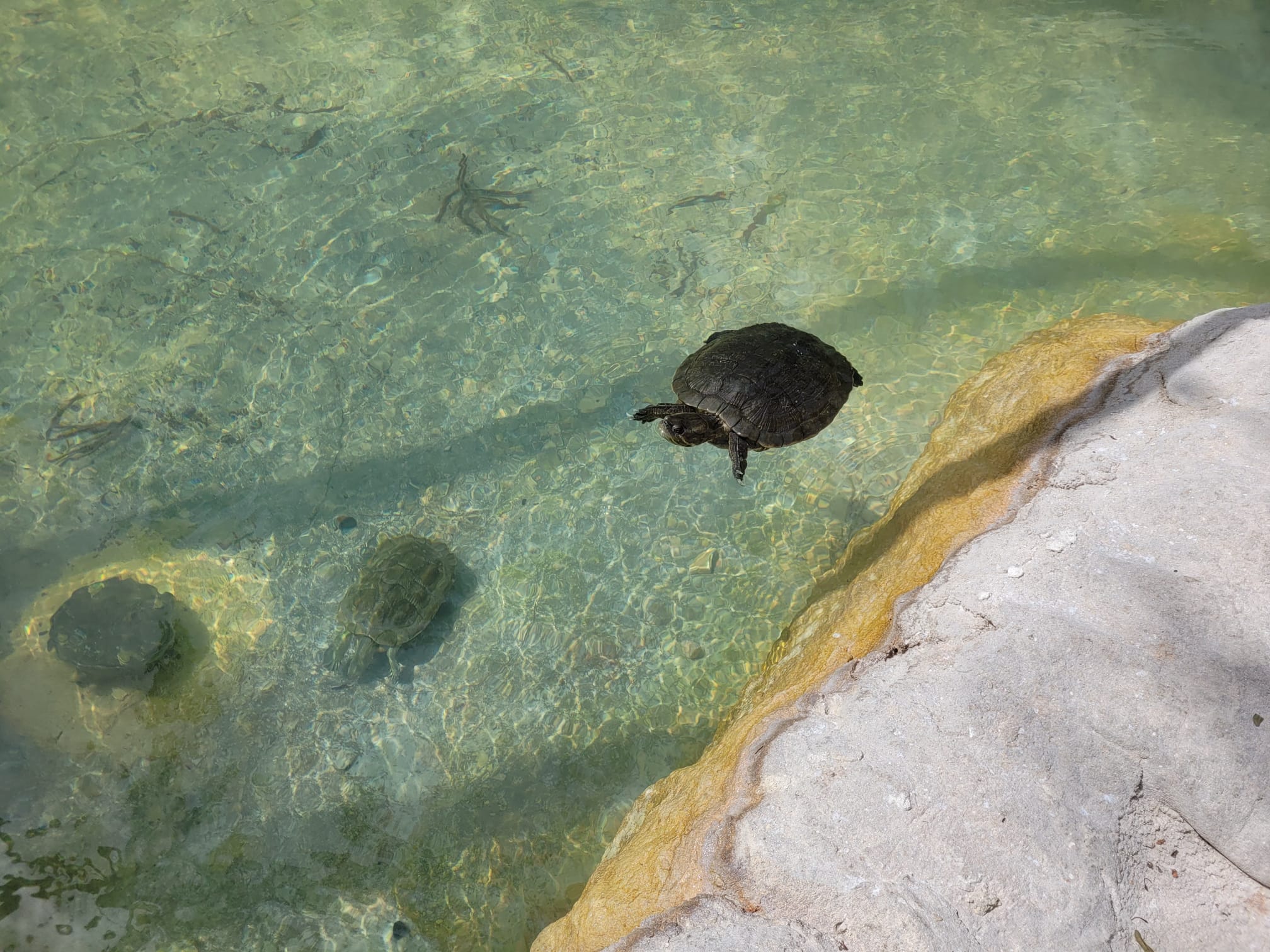 Turtles in the natural saltwater pool at Camana Bay